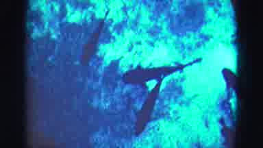 Florida Everglades USA (1975): A School Of Fish Swimming Together Over A Coral Bed