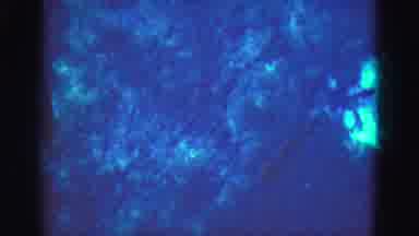 Florida Everglades USA (1975): Fish Seen Swimming In Crystal Clear Water From Up