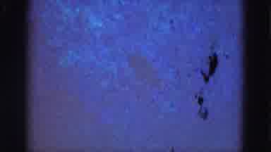 Florida Everglades USA (1975): Unsharp Video Maybe Under Water With A Fish