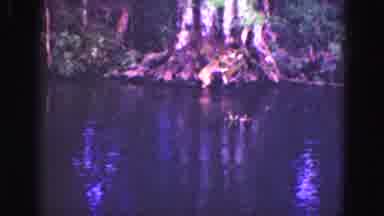Florida Everglades USA (1975): A Few Of Swamp Land And Animals Running Around