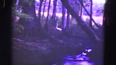 Florida Everglades USA (1975): The Duck Walk And The Monkey Watching On The Tree