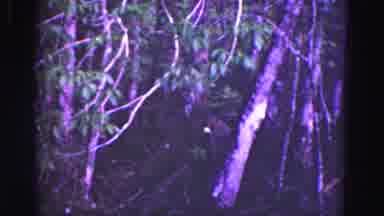 Florida Everglades USA (1975): One Animal Chases Another In The Forest To Get Away