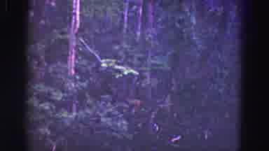 Florida Everglades USA (1975): Helicopter Finds Rare Platypus Climbing Tall Tree