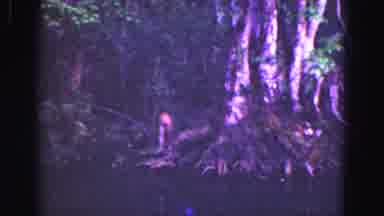 Florida Everglades USA (1975): The Monkey Is On The Top Of The Tree Dropping