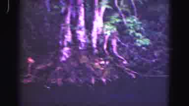 Florida Everglades USA (1975): Some Sort Of Animal Crawls Around The Base Of A