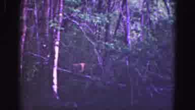 Florida Everglades USA (1975): It Was Scary And Thrilling To See The Animals In