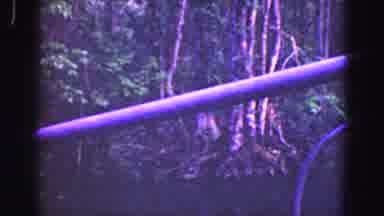 Florida Everglades USA (1975): Video Of Primate Approaching Through Foliage To