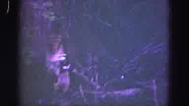 Florida Everglades USA (1975): Monkey Sitting By The Tree Eating Food In The