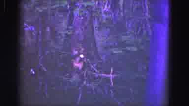Florida Everglades USA (1975): A View Of A Deserted Swampland