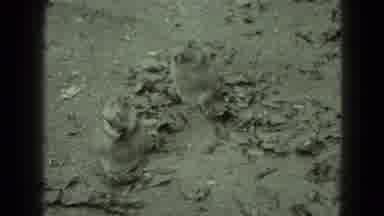Middletown Pennsylvania (1975): Zoo Animals Groom Themselves And Clean Their Fur