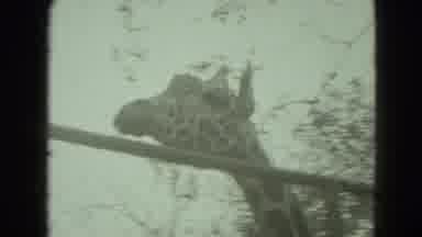 Middletown Pennsylvania (1975): The Beautiful Giraffe Is In The Park It Is Very