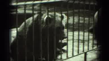 Middletown Pennsylvania (1975): Sad Bear Inside A Dark Sad Cage Looking Around And