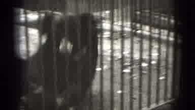 Middletown Pennsylvania (1975): The Bear Rolling In The Room And Other Animals