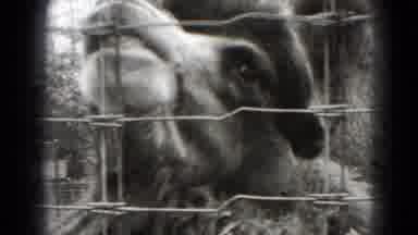 Middletown Pennsylvania (1975): Llama Shows Off In A Fenced In Area And A Goat Is