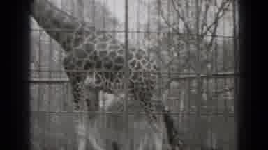 Middletown Pennsylvania (1975): This Place That Will Be Recognized The Zoo