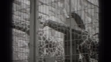 Middletown Pennsylvania (1975): Pair Of Giraffes Eat Behind Tall Wire Fence On A