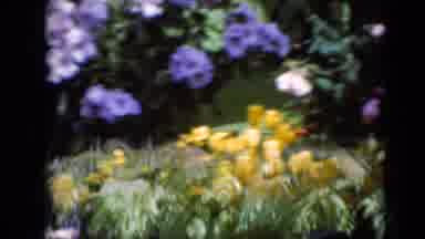 Middletown Pennsylvania (1975): There Are Many Different Kind Of Plants And