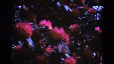Middletown Pennsylvania (1975): The Different Types Of Flowers Are At Full Bloom
