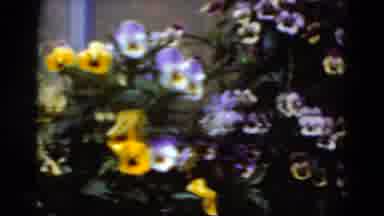 Middletown Pennsylvania (1975): Someone Showing The Beautiful Flowers With Many
