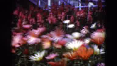 Middletown Pennsylvania (1975): A View Of A Beautiful Garden