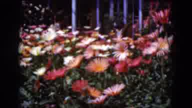 Middletown Pennsylvania (1975): Many Orange Pink And Yellow Flowers In Garden