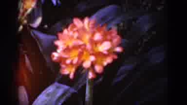 Middletown Pennsylvania (1975): Flowers Of Various Colors Being Filmed In A City