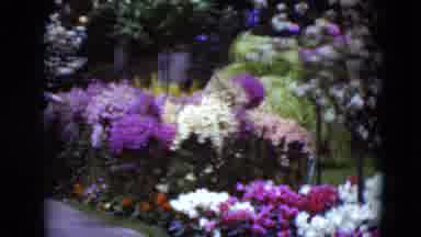 Middletown Pennsylvania (1975): Red White Purple Flower Garden With Trees Old