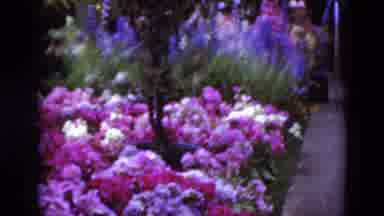 Middletown Pennsylvania (1975): All The Beautiful Flowers