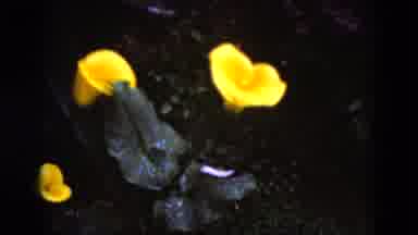 Middletown Pennsylvania (1975): The Flowers Are Blossoms Very Welland Near The