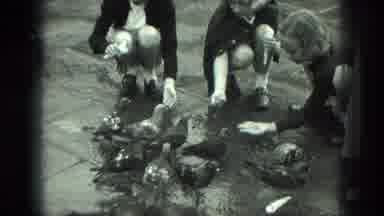 Venice Italy (1975): The Pigeons Were Eating The Grains Which Is Given By The