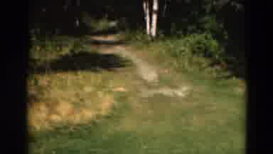 Duluth Minnesota USA (1975): A Winding Trail The Leads Into A Sunny Pleasant Wood