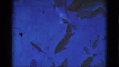 Florida USA (1975): Water Of Fish