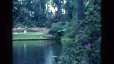 Florida USA-1975: Couple Walking In A Lush Park With Pond And Spanish Moss