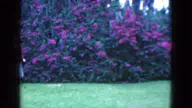 Florida USA (1975): A Young Woman Walking Through The Bushes That Contain Purple