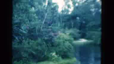 Florida USA (1975): Heavily Wooded Area And A Curving Road With A Telephone Pole
