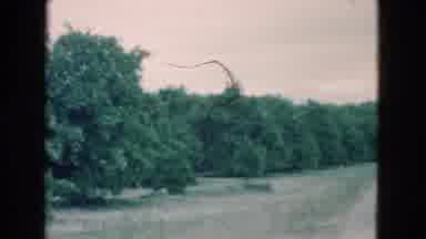 Florida USA (1975): Footage Of Lemon Grove With Close Up Of Lemons Growing On Tree