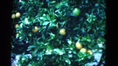 Florida USA (1975): Apple Leafs Forest Winter Cold Nature
