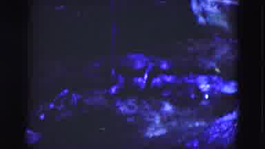 FLORIDA USA-1975: Dark Blue-Lit Mysterious Scene
