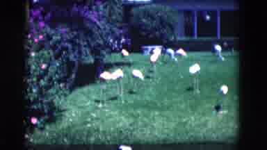 Florida USA (1975): Pretty Pink Flamingos On A Bright Sunny Day