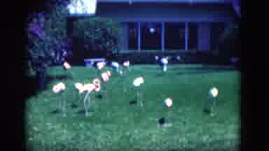 Florida USA (1975): A Coloured Video Of Flamingos That Are On The Backyard