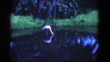 Florida USA (1975): Pink Flamingos Stand On Green Grass And Wade In Pond