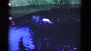 Florida USA (1975): Flamingos In A Lagoon Walking Around Looking In The Water For