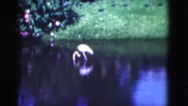 Florida USA (1975): A Flock Of Pink Flamingos Leisurely Walking Around Some In The