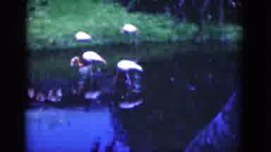 Florida USA (1975): Pink Flamingo Wading Through Pond And Walking On Green Grass