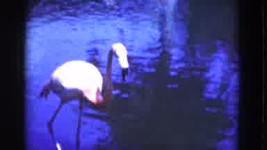 Florida USA (1975): Nature Scene That Features Flamingo Birds And Water Pools