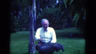 Florida USA (1975): Man Observes Flamingo And Ostrich In Lawn Full Of Trees And