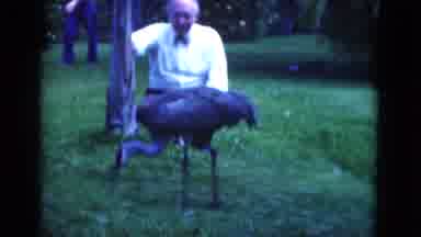 Florida USA (1975): A Man Standing By A Tree Watching A Stork