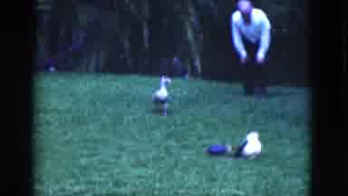 Florida USA (1975): Man Observes And Has Fun With Ducks In An Area Of ââRare