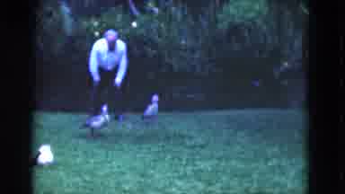 Florida USA (1975): A Man Playing With Ducks In The Forest