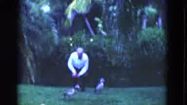 Florida USA-1975: Man And Woman Kneeling To Feed Ducks In Tropical Backyard